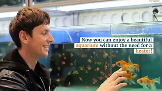 Image shows a happy man watching cold water fish in an aquarium.